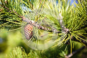 PIne Cone photo