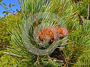 Pine Cone on Mount Tateyama