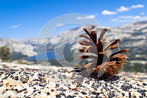Pine cone and mountain lake view