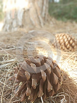 Pine cone nature