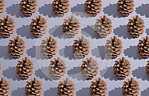 Pine cone nature