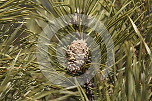 Pine cone