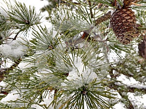 Pine cone and needles covered in snow
