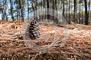 Pine Cone on the needles ground in Coniferous forest