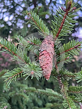 Pine cone nestled among evergreen branches