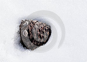 Pine cone partially buried in the snow