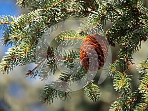 Pine cone perched atop the branch of a tree, its needles forming a picturesque backdrop of evergreen