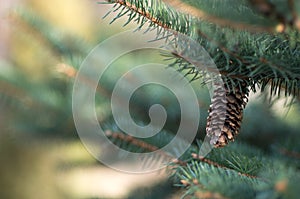 Pine cone on a pine branch