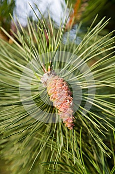 Pine cone