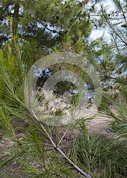 Pine cone and pine tree