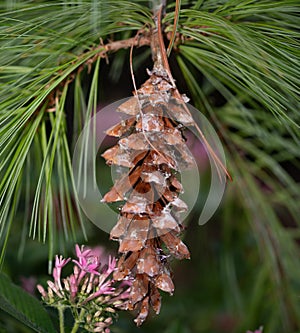 Pine cone on a pine tree branch in the park