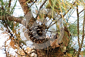 Pine cone in a pine tree with dead and living needles