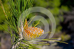 Pine cone on a pine tree in the forest