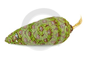 Pine cone of pinus cembra isolated on a white