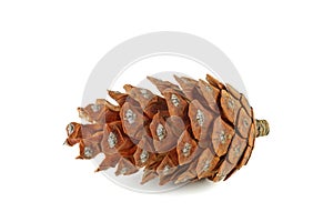 Pine cone of pinus cembra isolated on a white