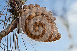 Pine cone of a Pinus radiata, the Monterey pine, insignis or radiata pine, is a species native to the Central Coast of California