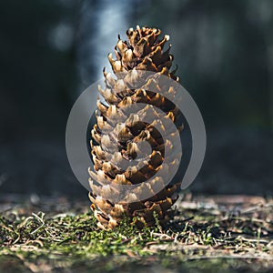 Pine cone poses in front of camera photo