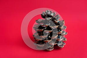 Pine cone on red background