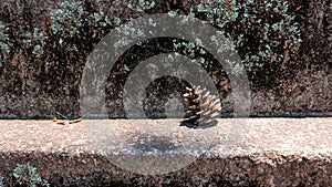 Pine cone on the rock