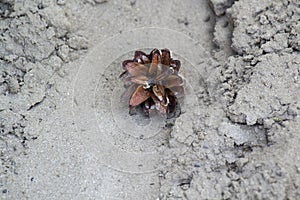 Pine cone on the sand