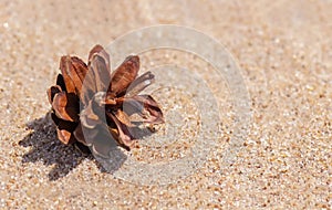 Pine cone on a sand...