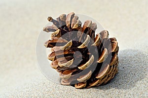 Pine cone on the sand