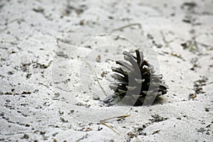 Pine cone on a sandy road in the forest. Close-up