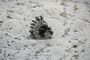 Pine cone on a sandy road in the forest. Close-up