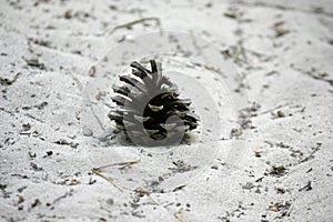 Pine cone on a sandy road in the forest. Close-up