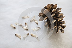 Pine cone seed on baking paper