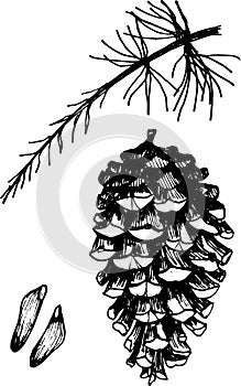 Pine cone, seeds and Christmas tree branch
