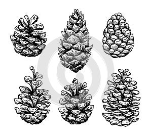 Pine cone set. Botanical hand drawn vector illustration. Isolate