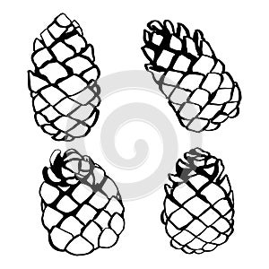 Pine cone set hand drawn vector illustration