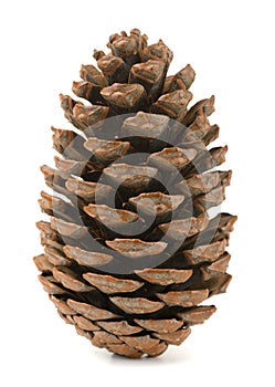 Pine cone