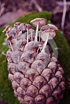 Pine cone with small white mushrooms growing in it on green moss surface, side view close up detail