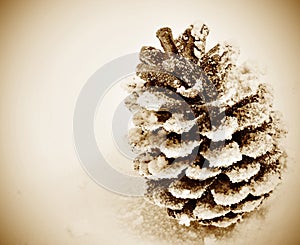 Pine cone on the snow