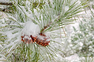 Pine cone in snow