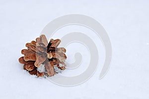 Pine cone in snow outdoor. New year concept
