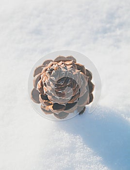 Pine cone in the snow