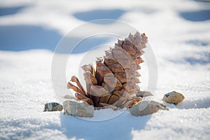 Pine cone in the snow