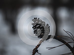 Pine Cone On The Snowy Tree. Pine cone on a branch
