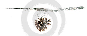 Pine cone splash on water, isolated on white background