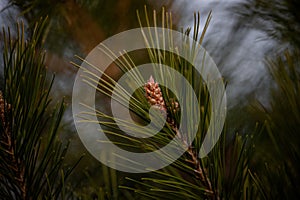 Pine cone sprouting from the branch of a pine tree with green leaves