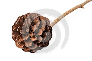 Pine cone on stem