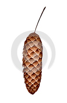 pine cone with stem