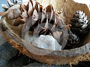 Pine cone still life