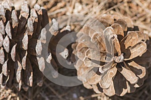 Pine cone structure