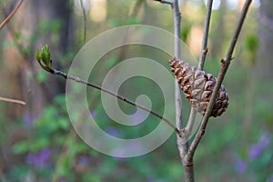 Pine Cone stucked in branch closeup