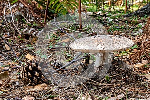 A pine cone and a toadstool