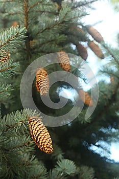 Pine cone on the tree